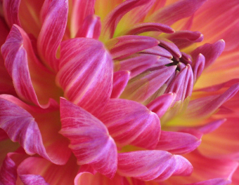 Dahlia002.jpg