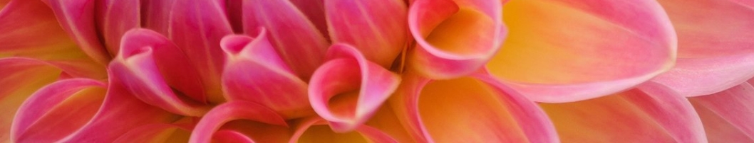 Dahlia010.jpg