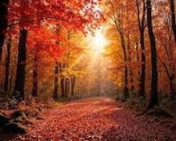automne6.jpeg